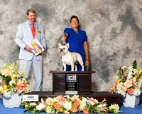 French Bulldog #17 Thr BOB