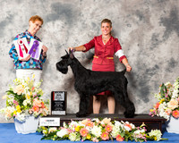Giant Schnauzer #10 Thr BOS Maj