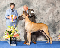 Great Dane #5 Thr BOB