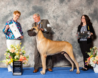 Great Dane #5 Thr G4