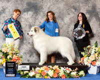 Great Pyrenees #5 Thr G3