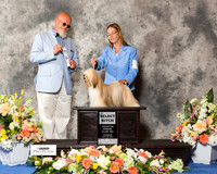 Lhasa Apso #8 Thr SB