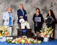 Bichon Frise #5 Thr G1