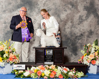 West Highland White Terrier #5 Thr BOB