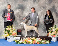 Whippet #9 Thr G2