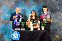 Cavalier King Charles Spaniel #16 Fri WB CH Judge John Constantine-Amodei