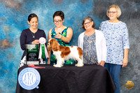 Cavalier King Charles Spaniel #34 FRi BJrSweeps Judge M Nicole Morrison