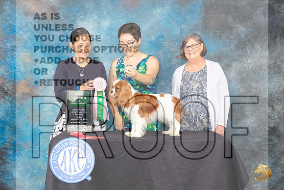 Cavalier King Charles Spaniel #34 FRi BJrSweeps Judge M Nicole Morrison_JP_9942_ToyHstn2023_HR3