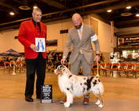 Australian Shepherd #27 Fri BOW Maj NC