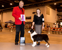 Australian Shepherd #8 Fri WB Maj