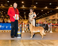 Belgian Tervuren #7 Fri BOB