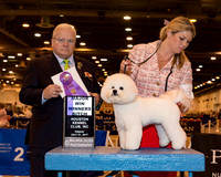 Bichon Frise #6 Fri WB Maj