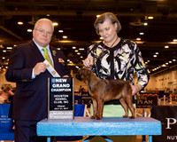 Brussels Griffon #12 Fri NGrch