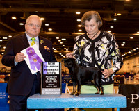 Brussels Griffon #18 Fri WB NC