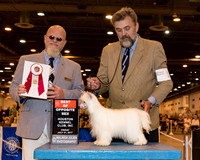 Chinese Crested #16 Fri BOS