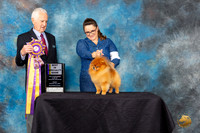 Pomeranian #25 Fri2 BISS Judge Ted W Eubank
