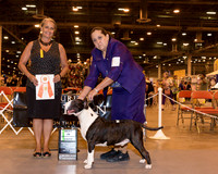 Colored Bull Terrier  #15 Fri BISpecialty