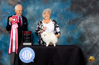 Pomeranian #26 Fri2 BOS Judge Ted W Eubank