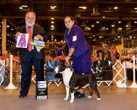 Colored Bull Terrier #15 Fri WD