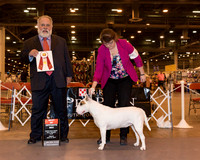 Colored Bull Terrier #16 Fri BOS