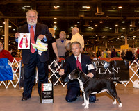 Colored Bull Terrier #28 Fri BOS