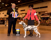 Dalmatian #6 Fri BOB