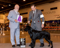 Flat Coated Retriever #5 Fri Maj WD
