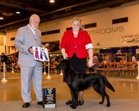 Flat Coated Retriever #6 Fri BOW Maj