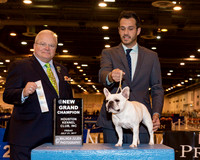French Bulldog #28 Fri SB NGCh