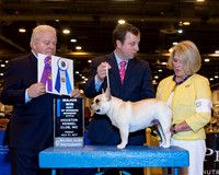 French Bulldog #6 Fri BOW WB Maj