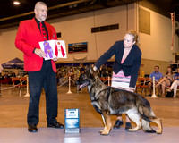 German Shepherd #19 Fri BOS Maj WD