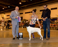 German Shorthaired Pointer #21 WD Maj