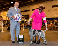 German Shorthaired Pointer #8 Fri BOW WB Maj