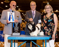 Havanese #8 Fri BOW Maj