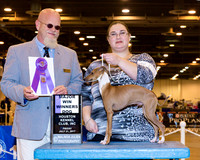 Italian Greyhound #23 Fri WD Maj