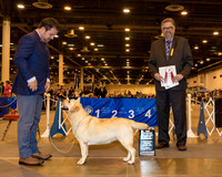 Labrador Retriever #10 Fri NC BOS BOW Maj