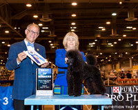 Miniature Poodle #24 Fri BOW