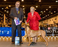Rhodesian Ridgeback #30 Fri WB