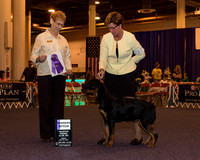 Rottweiler #8 Fri WB