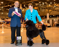 Standard Poodle #22 Fri WD Maj