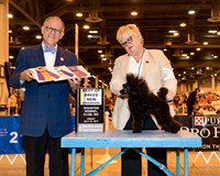 Toy Poodle #9 Fri BOB NC