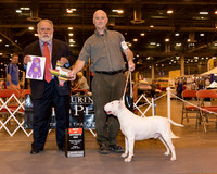 White Bull Terrier #19 Fri WD