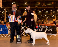 White Bull Terrier #5 Fri BOB
