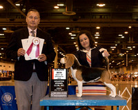 Beagle 13 #34 BOS Maj