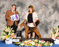 Airedale Terrier #6 Fri BOW NC Maj