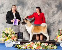 Akita #8 Fri WB NC