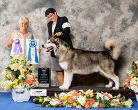 Alaskan Malamute #11 Wed BOW Maj RESHOOT