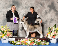 Alaskan Malamute #16 Fri WB