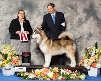 Alaskan Malamute #33 Fri BOS