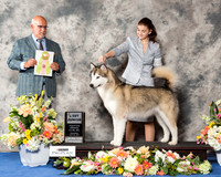 Alaskan Malamute #J505 Thr BJ RESHOOT